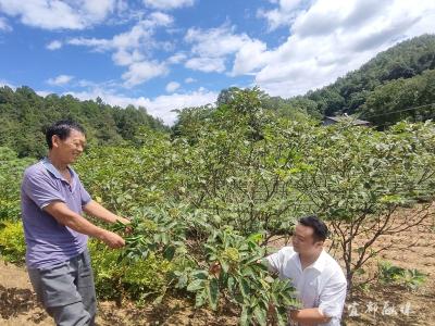 村民手握金“药”匙，药材种出好“钱”景