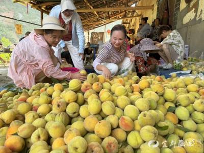 【荆楚网】宜都：巾帼力量齐发力 助农销桃解民忧