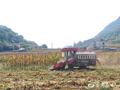 玉米“一机双收” 秸秆变废为宝