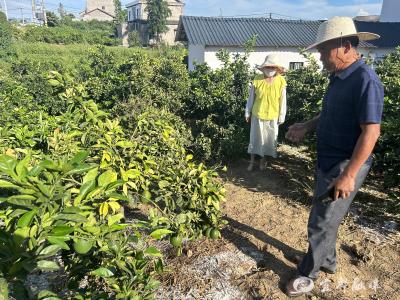 施肥不当“烧根”怎么办？农技员精准施策保上市