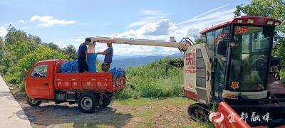 昔日撂荒地 如今“丰收田”