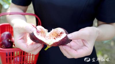从不示人花样子 无花果也自成诗