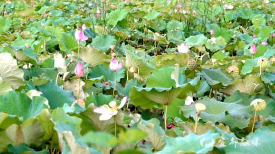 宜都：油榨坪村“水果莲”首迎采摘季 鲜甜莲蓬助农增收