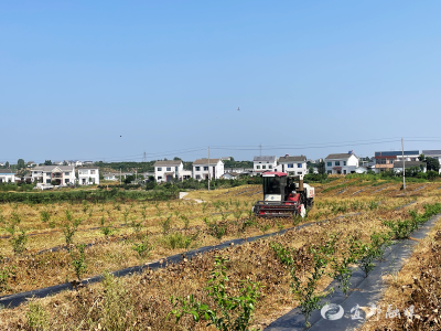 香柚园里“豆”丰收