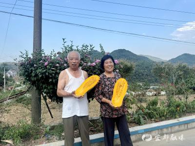 “这瓜，我代言！”七旬老农的“硬核推荐”藏着丰收密码