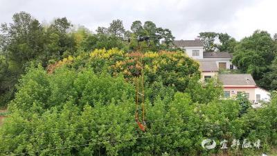 宜都首次运用无人机带电安装线路间隔棒