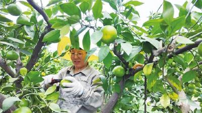 【三峡日报】宜昌特早熟蜜橘甜蜜上市