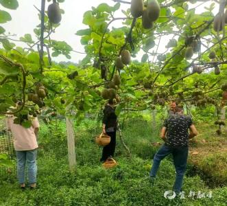 枝头挂满丰收甜