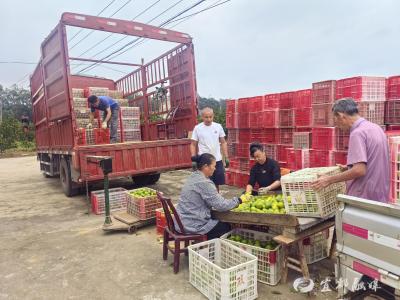 金果压枝弯 长岭岗村柑橘丰收正当时