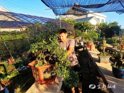宜昌宜都：弃城归乡，他把树桩“玩”出“共富景”