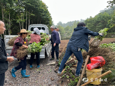 25亩栀子苗，“种”下振兴新希望