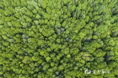宜都市万亩森林质量提升项目正式启动  