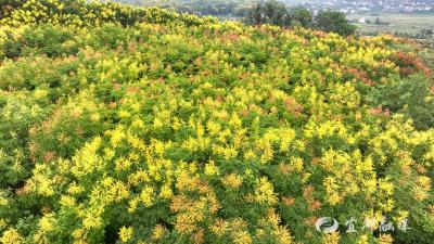 宜都：栾树进入观赏黄金期 金黄花与绯红果绘就城乡秋韵
