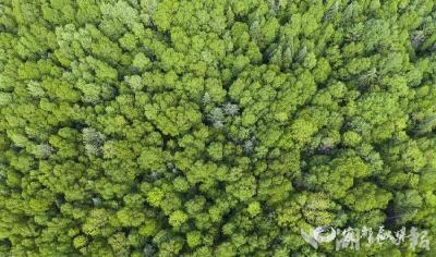 【湖北日报】宜都市万亩森林质量提升项目启动