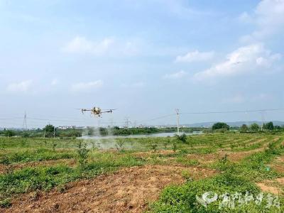 【荆楚网】宜都千亩香柚园现“空中卫士”