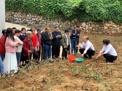 “五统一”护航，“零风险”参与！150亩牡丹播下增收新希望