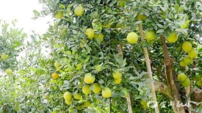 柚香橙甜“青着吃” 宜都特早熟清江橙迎来采收季