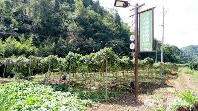 满枝 “笑口” 八月瓜！宜都采摘园开园