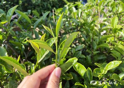 宜昌宜都：这杯手工乌龙茶醇厚回甘有“密码”