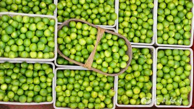 宜都特早熟柑橘抢“鲜”上市