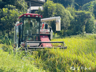 稻浪翻滚庆丰收，绿色农业赋能乡村振兴