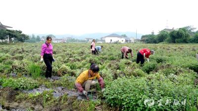 洋津畈村首批120亩烧仙草喜获丰收