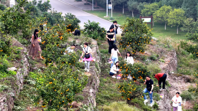 宜昌宜都又添采摘地！村企携手甜了游客富了乡