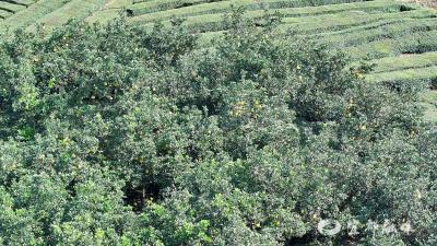 渔洋柚成熟上市 农户“抱团”销售促增收