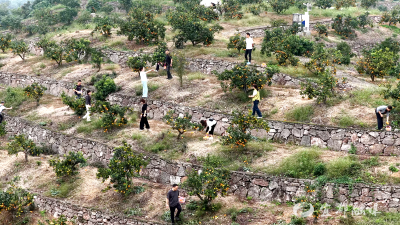 求雨台变身采摘园！数智赋能结出“致富果”