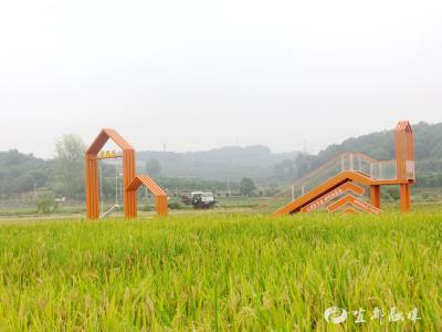 湖北宜都：稻浪滚滚庆丰收！
