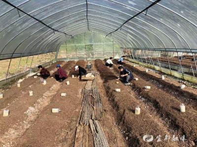 赤松茸田里“蹚新路”