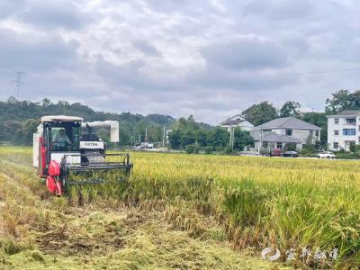 水稻机械化种植显成效 50亩示范田亩产超1200斤