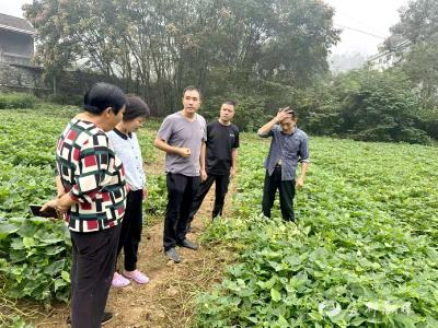 虫害扰秋收？专家田间开“药方”