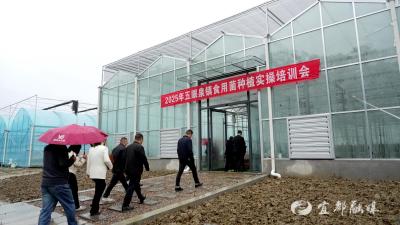 五眼泉镇：专家助力“粮油+菌菇”轮作模式落地