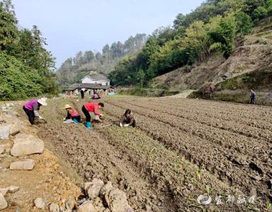 农机响、人忙碌！这幅劳作图里藏着双河桥村增收“钱景”