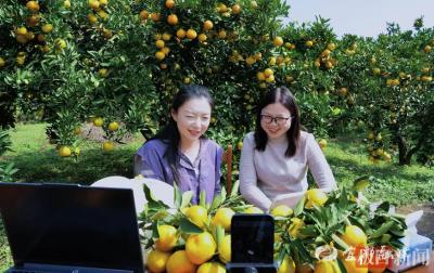 【荆楚网】高校女副校长返乡代言，北纬30°蜜橘甜透直播间