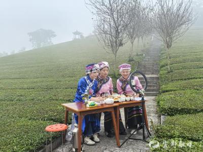 “云端”土家妹开启茶园直播间