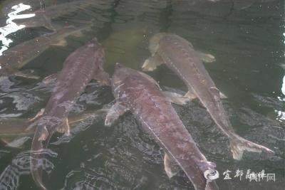 一江清水映“绿”生“金”