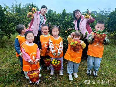 萌娃橘园里摘出秋日甜