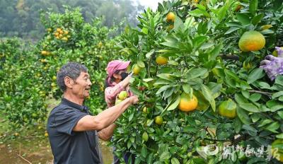 【荆楚网】宜都柑橘品改结出“黄金果”