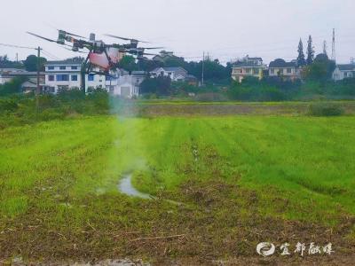 统一管护“双行动”，为油菜增产“打底”