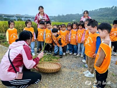 稻田里的自然课