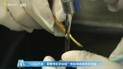 央视电影频道直播聚焦宜都