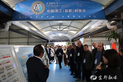 “两江水”伴“鲟”游天下  “税路通”赋能“鱼”业兴