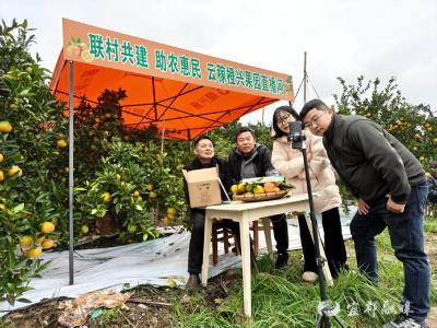 红花套：联村抱团发力，助宜都蜜柑“云端”拓市