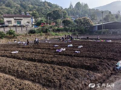 栽下玉竹“金苗苗” 农户增收有盼头