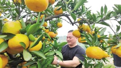 【三峡日报】宜昌蜜橘新品“肥之曙”抢鲜上市