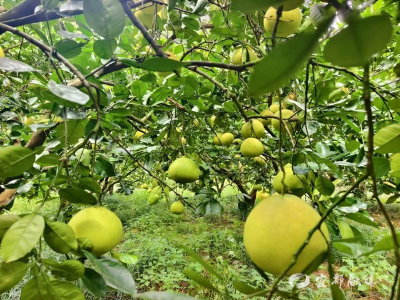 深山小柚成爆款？全靠这套组合拳