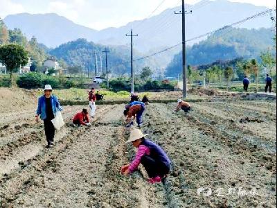 这朵“致富花”，种出增收致富新希望