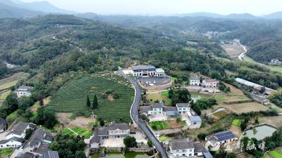 【好支部好支书】徐家湾村的田畴新景